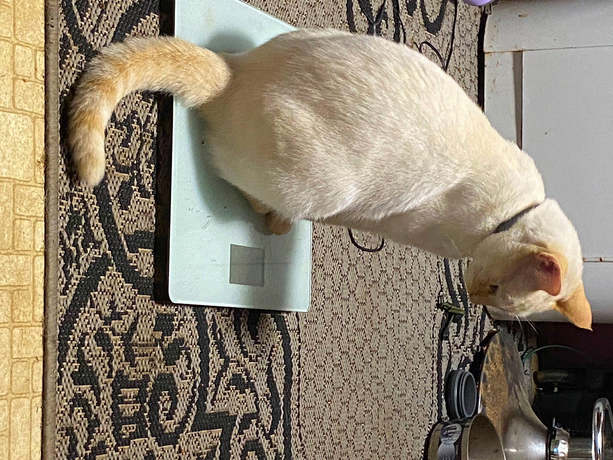 Babi is registered to the contest to win money with this photo: carnivore, cat, claw, comfort, fawn, felidae, flooring, fur, linens, output_device, small_to_medium_sized_cats, snout, tableware, tail, terrestrial_animal, whiskers, wood, wool