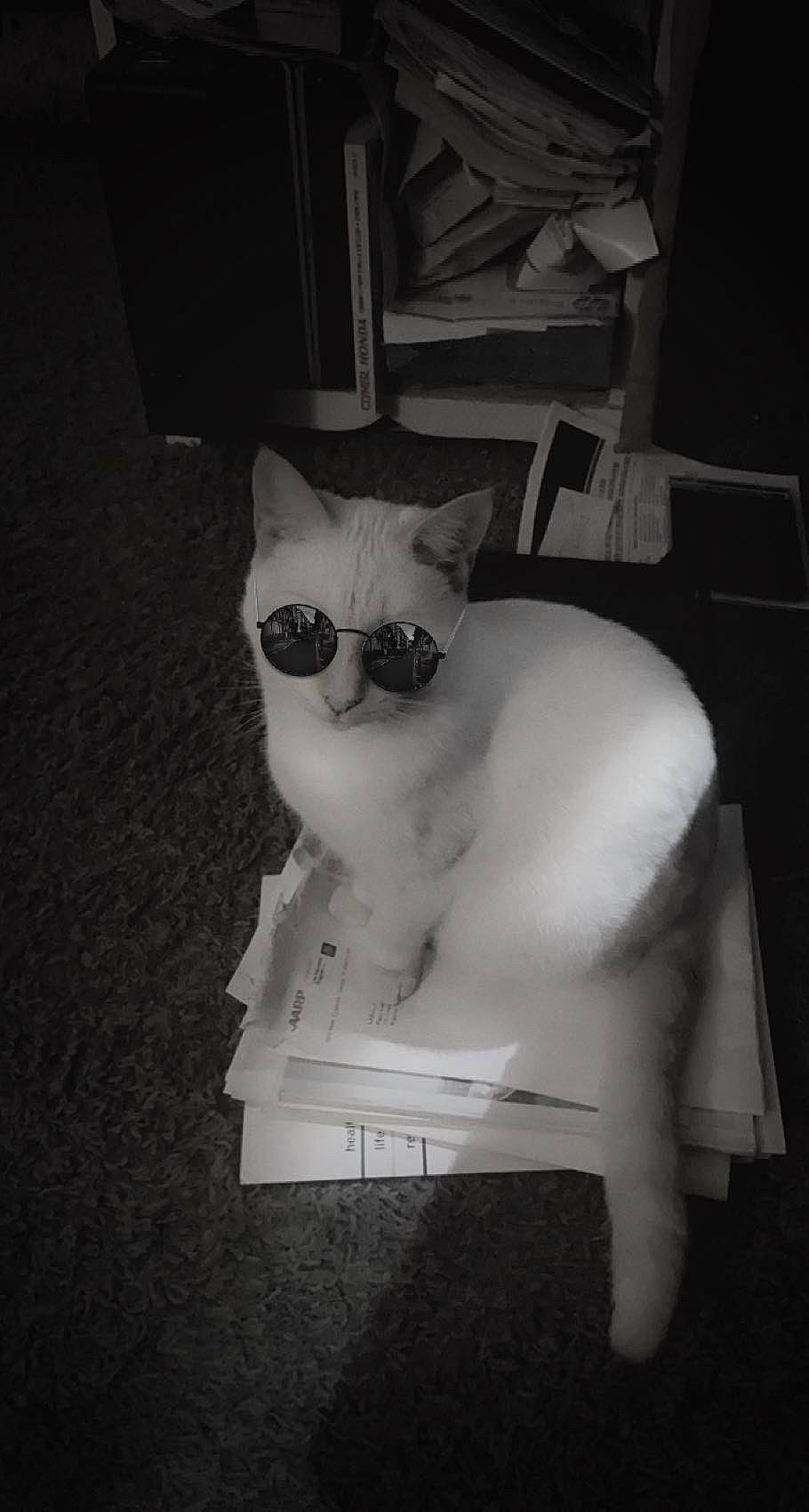 Babi joined the competition — help win amazing prizes! carnivore, cat, chair, darkness, eye, eyewear, fawn, felidae, fur, glasses, grey, human_body, monochrome_photography, small_to_medium_sized_cats, snout, sunglasses, tail, vertebrate, vision_care, whiskers