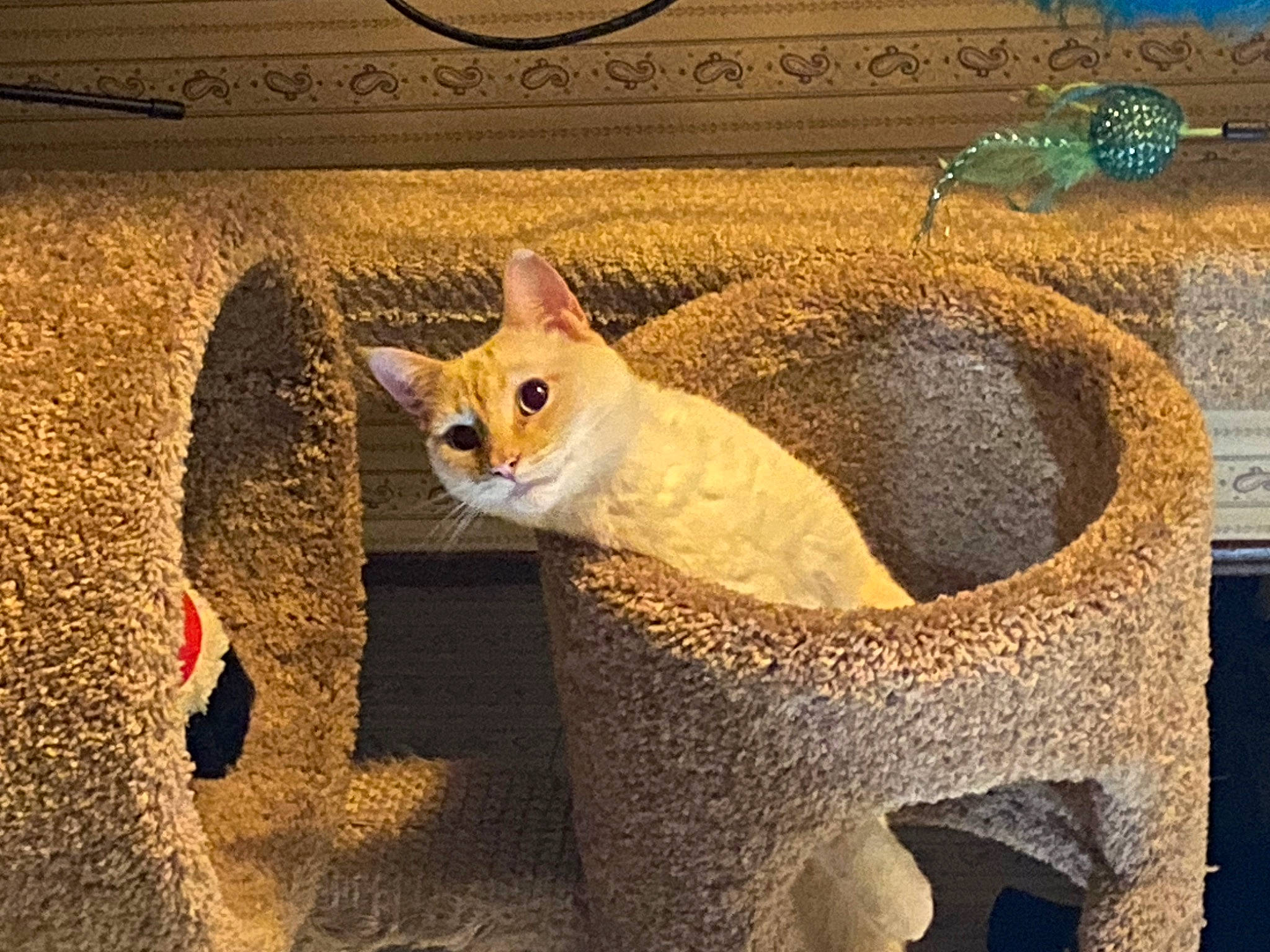 Babi joined the competition — help win amazing prizes! art, carnivore, cat, cat_supply, domestic_short_haired_cat, fawn, felidae, font, fur, photo_caption, rectangle, sand, sculpture, small_to_medium_sized_cats, snout, tail, terrestrial_animal, visual_arts, whiskers, wood