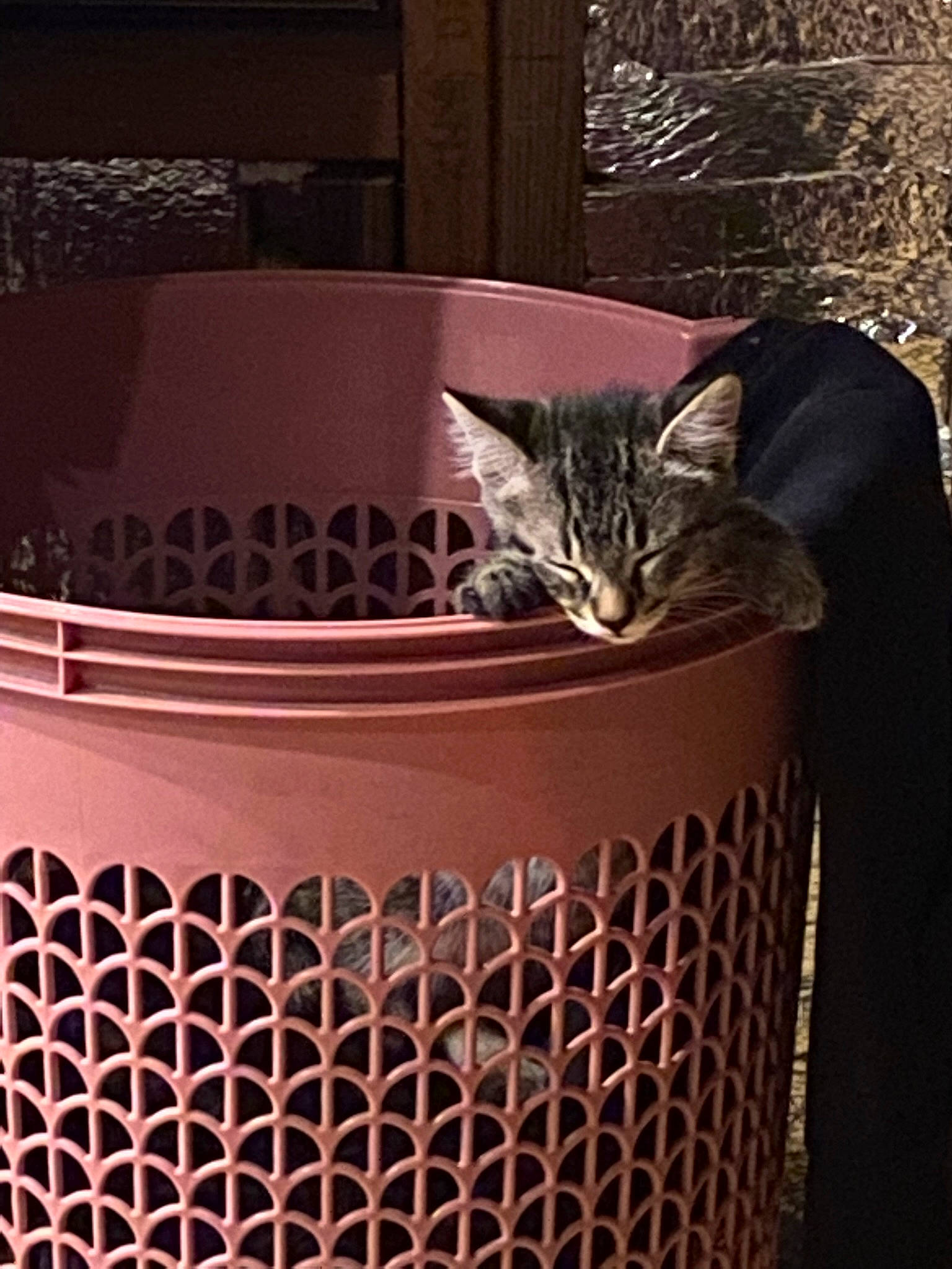 C. H. Aka Crack Head joined the competition — help win amazing prizes! audio_equipment, basket, box, carnivore, cat, cat_supply, domestic_short_haired_cat, felidae, fur, grille, home_accessories, mesh, metal, net, plant, small_to_medium_sized_cats, tail, whiskers, wicker, wood