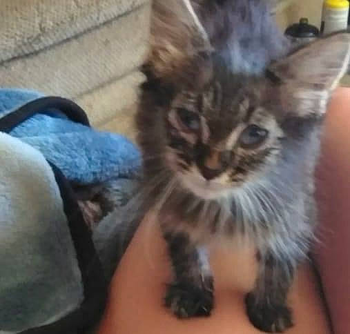 Scar joined the competition — help win amazing prizes! carnivore, cat, claw, comfort, domestic_short_haired_cat, felidae, fur, maine_coon, paw, small_to_medium_sized_cats, tail, terrestrial_animal, whiskers