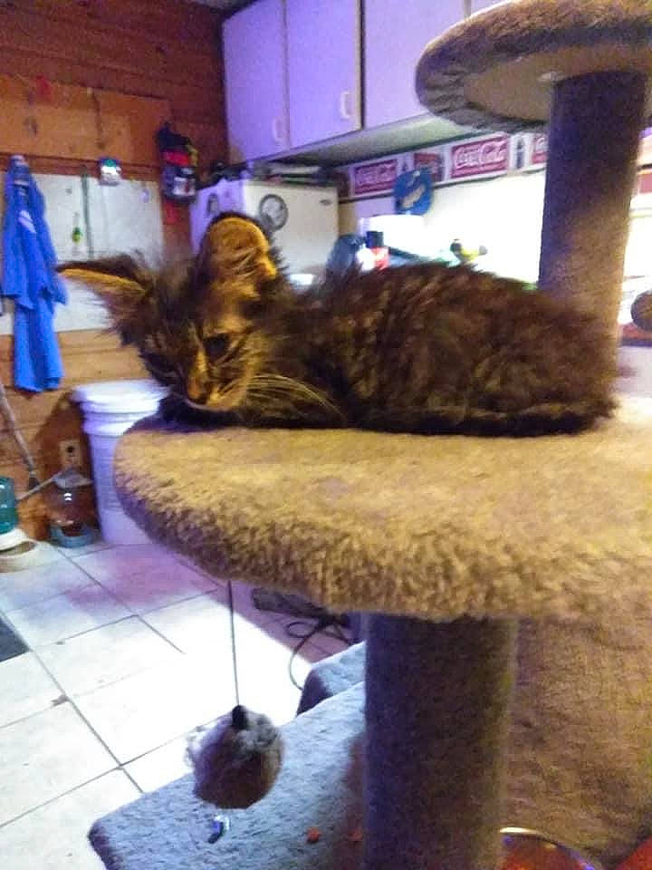 Scar is registered to the contest to win money with this photo: blue, carnivore, cat, cat_supply, comfort, domestic_short_haired_cat, felidae, flooring, fur, hardwood, pet_supply, plant, room, sitting, small_to_medium_sized_cats, table, tail, terrestrial_animal, whiskers, wood