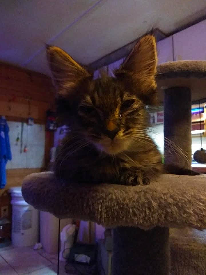 Scar is registered to the contest to win money with this photo: bookcase, carnivore, cat, cat_supply, claw, comfort, domestic_short_haired_cat, fawn, felidae, flooring, fur, house, lap, room, sitting, small_to_medium_sized_cats, tail, tree, whiskers, wood