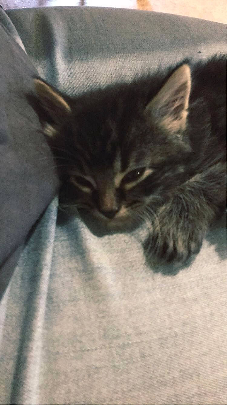 Fluffybutt is registered to the contest to win money with this photo: carnivore, cat, claw, comfort, domestic_short_haired_cat, felidae, fur, grey, paw, plant, small_to_medium_sized_cats, snout, tail, terrestrial_animal, whiskers