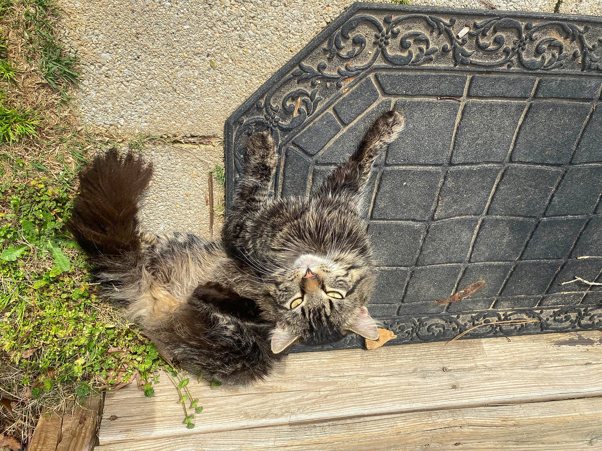 Fluffybutt joined the competition — help win amazing prizes! art, asphalt, beak, claw, concrete, feather, fur, grass, grey, road_surface, rodent, sidewalk, snout, soil, squirrel, tail, terrestrial_animal, tree, trunk, wood