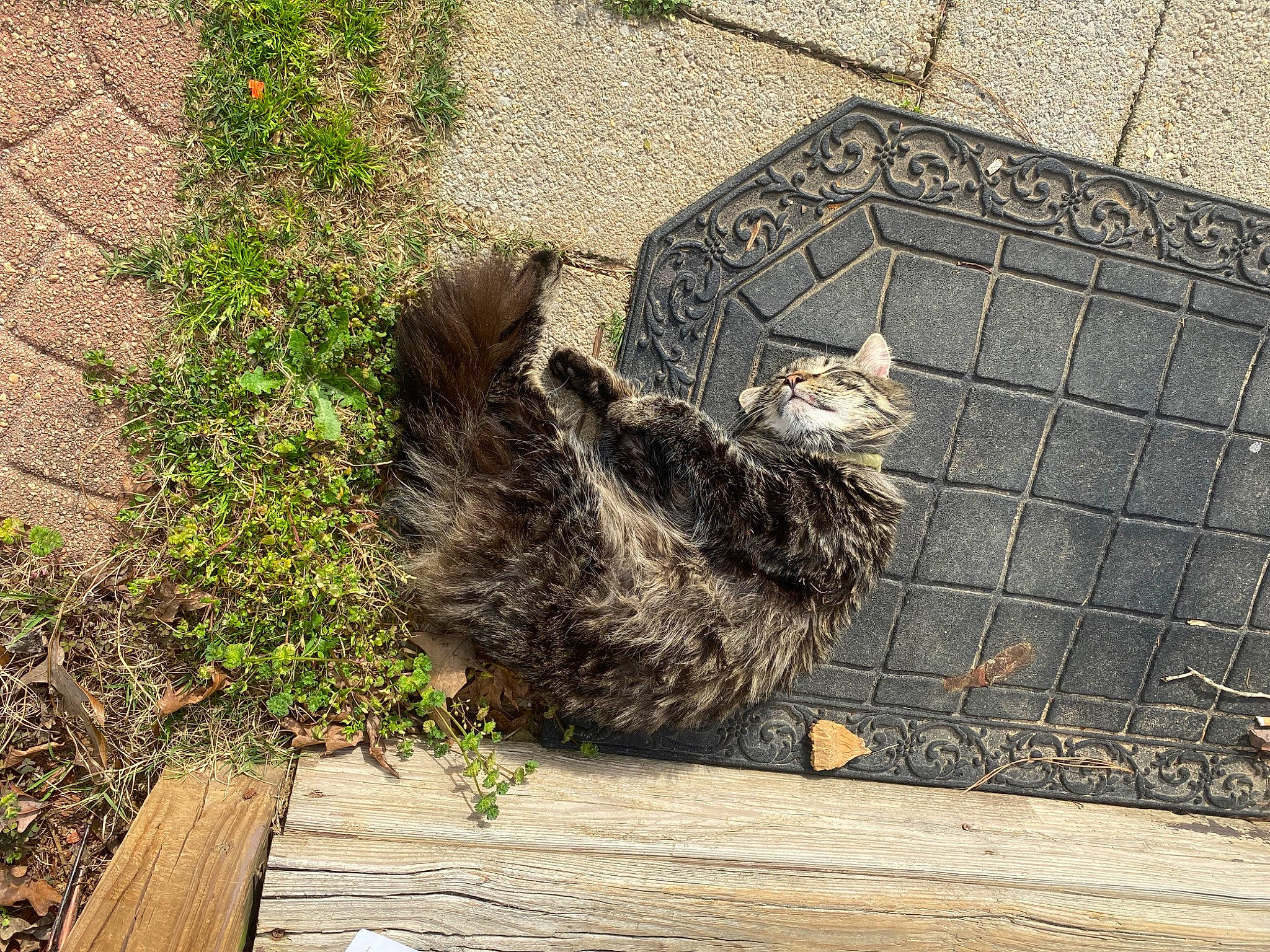 Fluffybutt is registered to the contest to win money with this photo: beak, carnivore, cat, domestic_short_haired_cat, feather, felidae, fur, grass, groundcover, plant, road_surface, sidewalk, small_to_medium_sized_cats, soil, sporting_group, tail, terrestrial_animal, whiskers, wildlife, wood