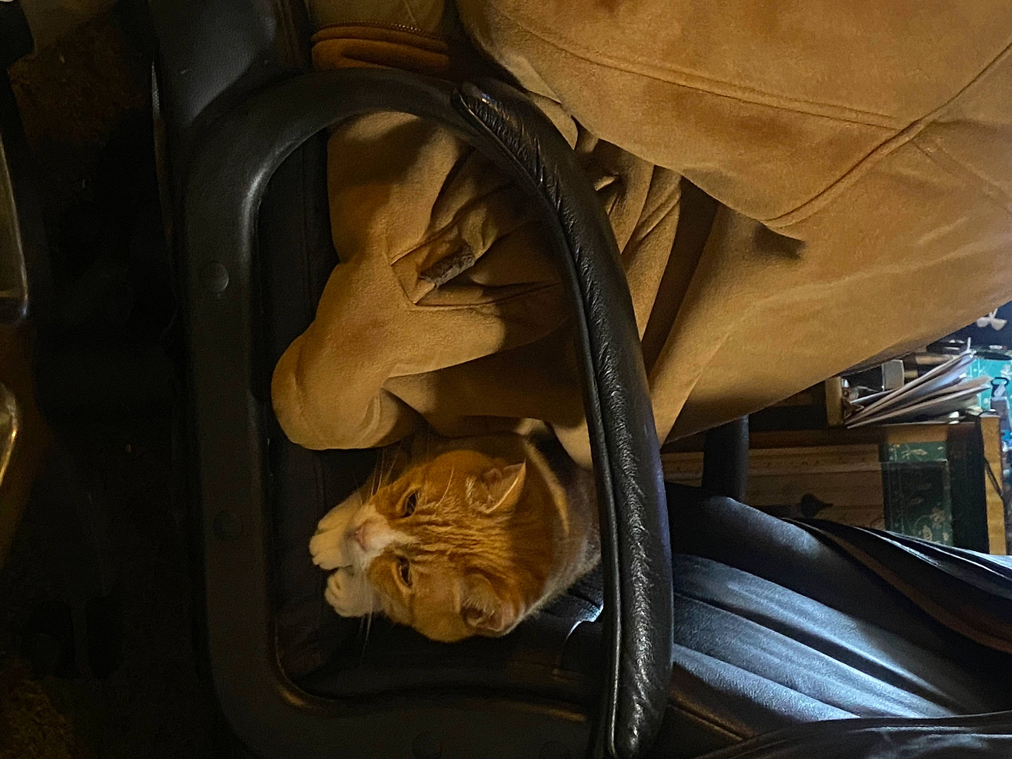 Buddy joined the competition — help win amazing prizes! auto_part, automotive_design, automotive_exterior, automotive_lighting, car_seat, carnivore, cat, comfort, felidae, hood, metal, motor_vehicle, plant, small_to_medium_sized_cats, tints_and_shades, vehicle, vehicle_door, whiskers, window, wood