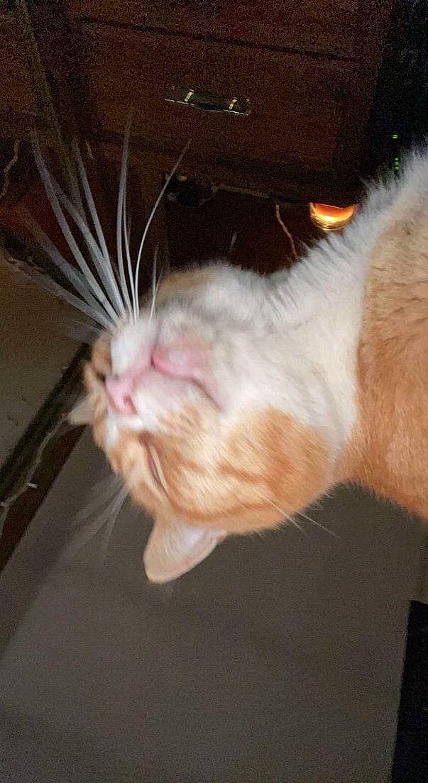 Buddy is registered to the contest to win money with this photo: carnivore, cat, claw, domestic_short_haired_cat, ear, fawn, felidae, fur, paw, small_to_medium_sized_cats, snout, tail, whiskers