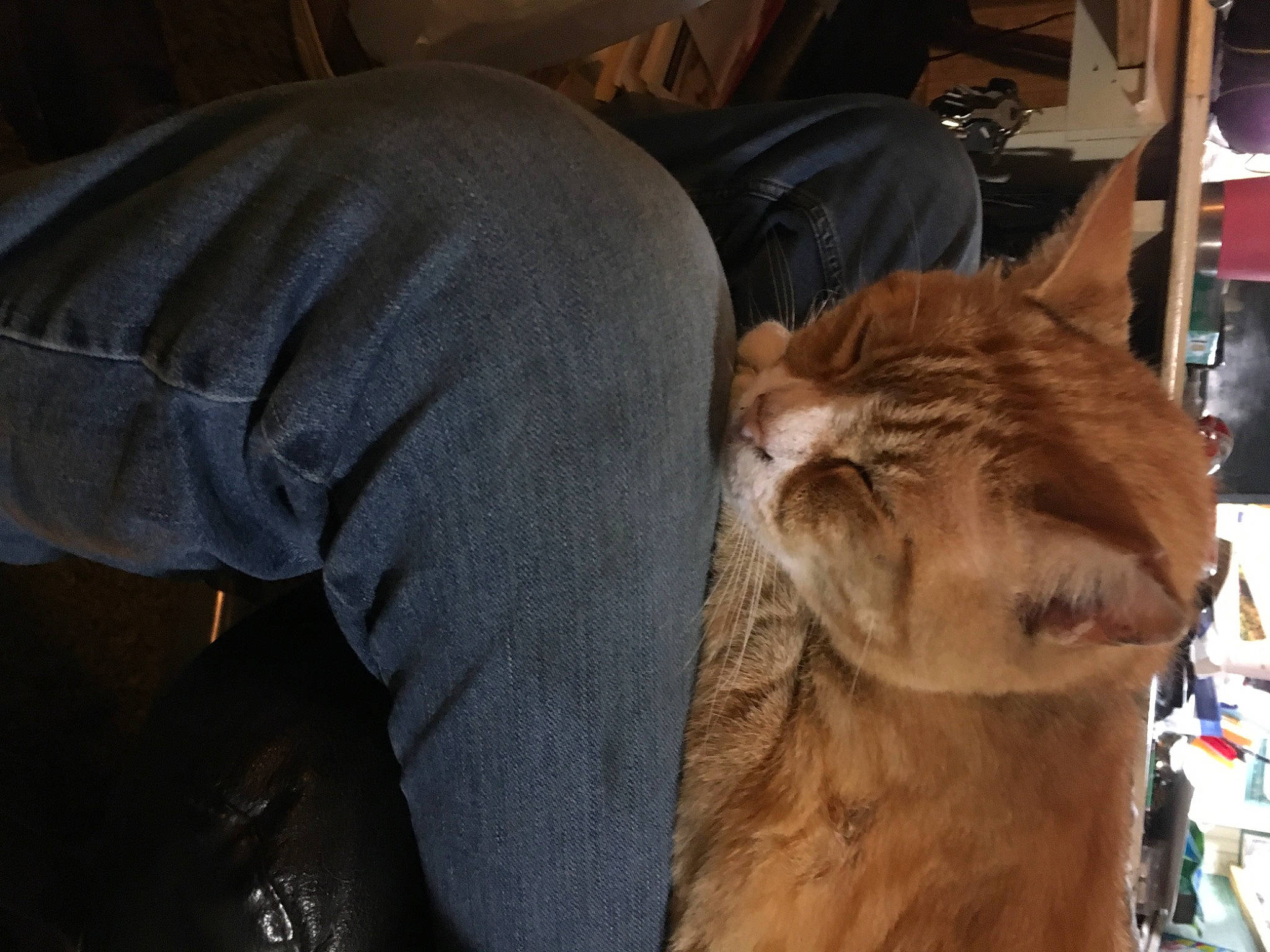 Buddy is registered to the contest to win money with this photo: big_cats, cat, comfort, companion_dog, dog_breed, domestic_short_haired_cat, fawn, felidae, fur, fur_clothing, hide, lion, small_to_medium_sized_cats, snout, sporting_group, tail, terrestrial_animal, whiskers, wood, working_animal