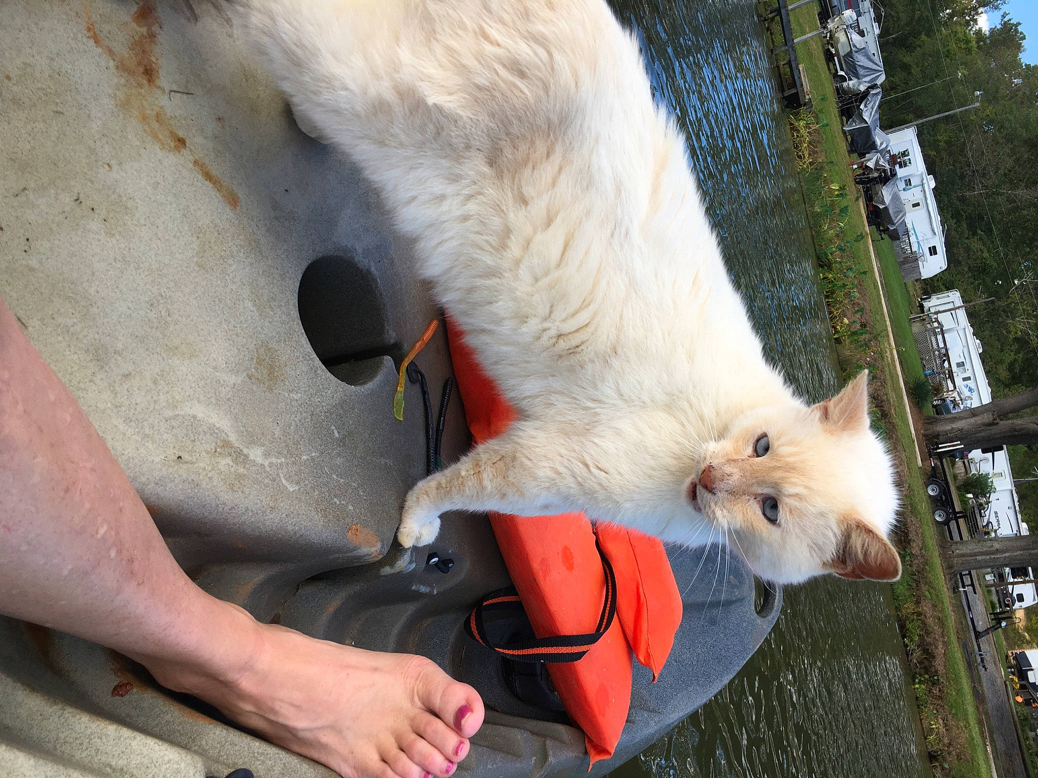 Bubba joined the competition — help win amazing prizes! canidae, carnivore, cat, claw, companion_dog, dog_breed, domestic_short_haired_cat, fawn, felidae, foot, fur, human_leg, paw, plant, small_to_medium_sized_cats, snout, sporting_group, tail, tree, whiskers