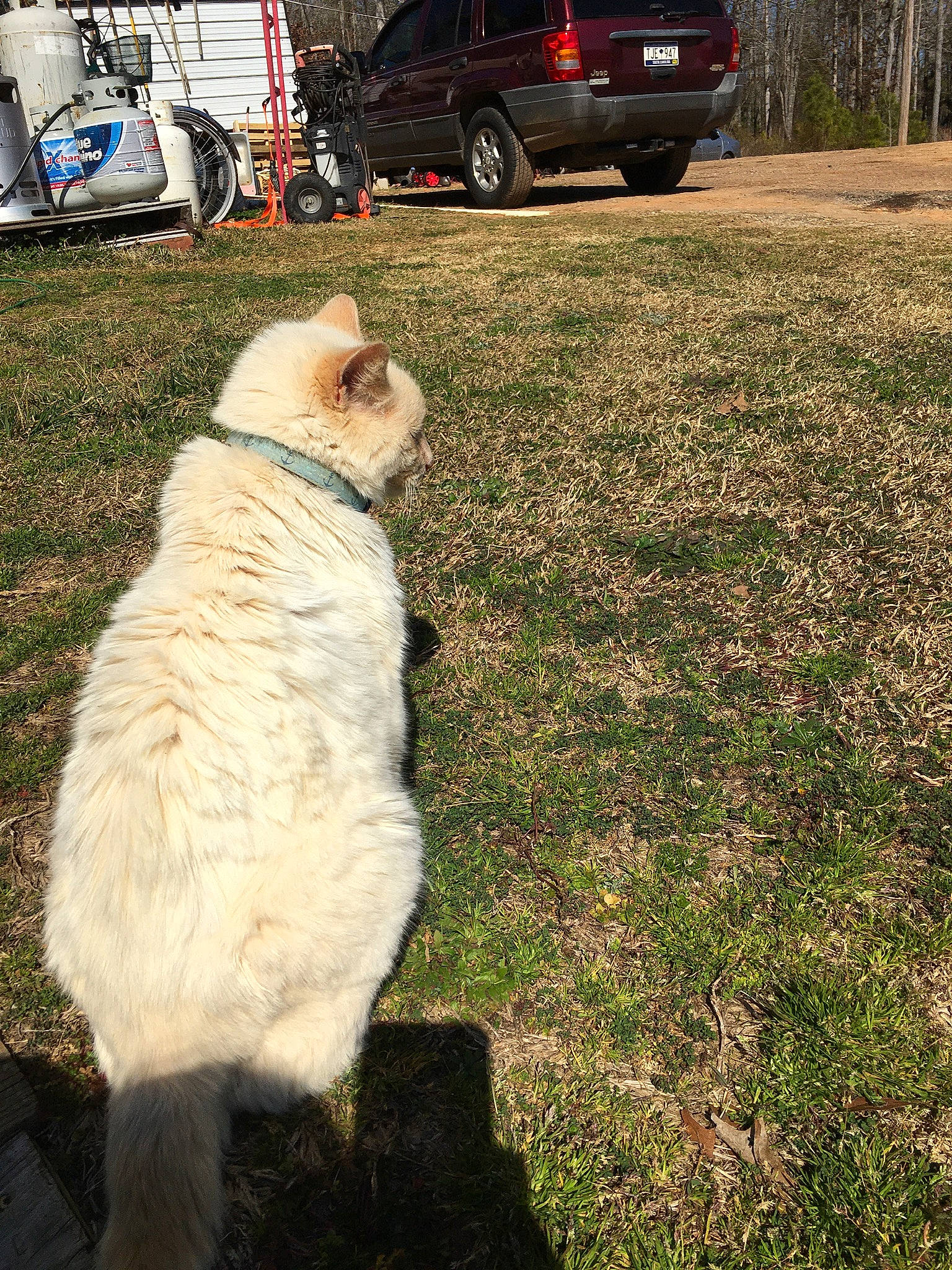 Bubba is registered to the contest to win money with this photo: automotive_exterior, automotive_tire, car, carnivore, companion_dog, dog, dog_breed, fawn, felidae, fender, fur, grass, lawn, plant, tail, tire, tree, vehicle, vehicle_door, wheel