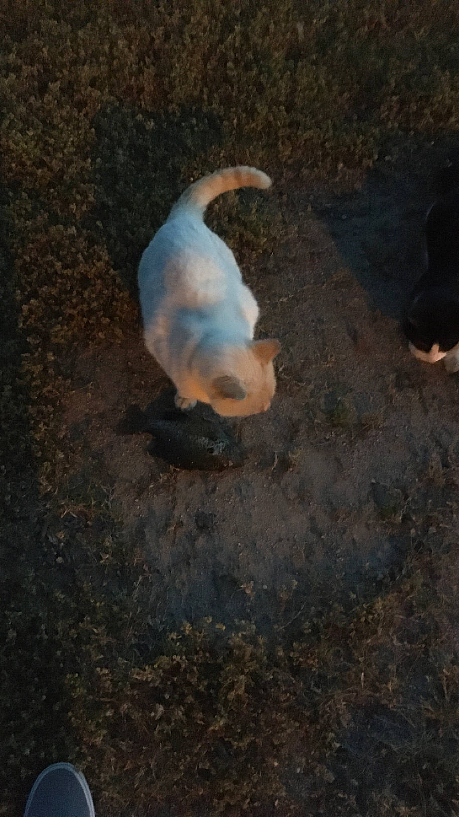 Bubba joined the competition — help win amazing prizes! asphalt, carnivore, cat, companion_dog, dog_breed, felidae, fur, grass, landscape, road_surface, rock, seabird, shadow, small_to_medium_sized_cats, soil, sporting_group, tail, terrestrial_animal, wildlife, wood