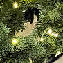 cat, christmas_tree, lights, greenery, black_and_white, pet, indoor, curious, animal, holiday, decorations, fur, whiskers, nature, closeup, branch, festive, tree, home, cute