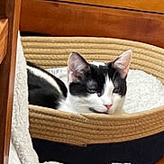 Willie is registered to the contest to win money with this photo: cat, black_and_white, pet_bed, cozy, indoor, furniture, wood, relaxed, sleepy, animal, mammal, resting, fur, cute, domestic, sleep, comfort, household, portrait, whiskers