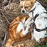 dogs, dog, puppies, canine, sleeping, resting, cuddling, outdoor, nature, brush, dry_grass, twigs, fur, white_and_brown, harness, leash, belly_up, paws, tail, side_eye