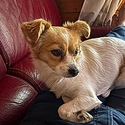 Apple a rejoint le concours — aidez-le/la à gagner de superbes lots ! dog, puppy, small_dog, white_fur, tan_fur, brown_ears, long_fur, floppy_ears, pet, animal, sitting, lying_down, relaxed, indoors, leather_couch, lap, person, wood_paneling, curtain, portrait