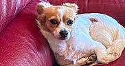 Apple participe au concours pour gagner de l'argent avec cette photo : dog, small_dog, chihuahua, white_fur, brown_fur, curled_up, sitting, couch, leather, red_couch, indoor, pet, animal, canine, floppy_ears, dark_eyes, portrait, relaxed, home, wood_background
