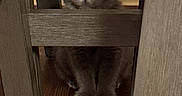 Khloe is registered to the contest to win money with this photo: kitten, cat, gray_cat, wooden_chair, wood_floor, indoor, curious, pet, animal, feline, cute, small, sitting, fur, whiskers, ears, eyes, home, cozy, furniture