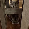 kitten, cat, gray_cat, wooden_chair, wood_floor, indoor, curious, pet, animal, feline, cute, small, sitting, fur, whiskers, ears, eyes, home, cozy, furniture