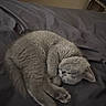 Khloe joined the competition — help win amazing prizes! cat, sleeping, gray_cat, curled_up, feline, pet, indoor, resting, cozy, blanket, soft, fur, animal, cute, peaceful, quiet, calm, relaxed, domestic_cat, bedroom