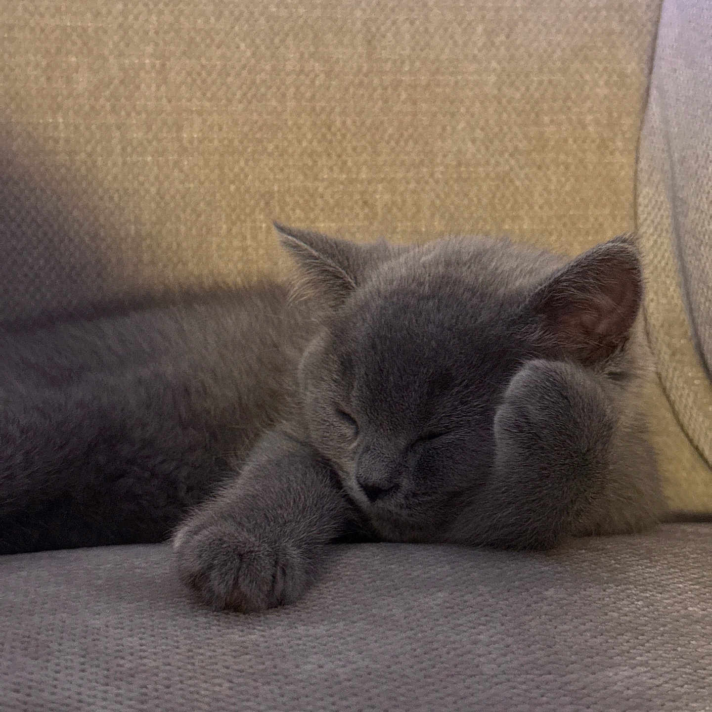 Khloe is registered to the contest to win money with this photo: kitten, cat, sleeping, gray_fur, paw, couch, furniture, indoor, close_up, cozy, resting, pet, domestic_animal, cute, feline, animal, soft, peaceful, nap, texture