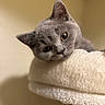 Khloe joined the competition — help win amazing prizes! cat, gray_cat, pet, animal, fur, face, ears, whiskers, looking, resting, soft, plush, indoor, cozy, cute, closeup, portrait, feline, relaxed, warm_lighting