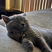 Khloe joined the competition — help win amazing prizes! kitten, cat, sleeping, gray_fur, collar, bell, couch, texture, indoor, cozy, relaxed, pet, feline, closeup, soft_light, window_blinds, home, resting, fur, whiskers