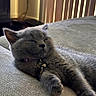 kitten, cat, sleeping, gray_fur, collar, bell, couch, texture, indoor, cozy, relaxed, pet, feline, closeup, soft_light, window_blinds, home, resting, fur, whiskers