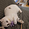 animal, blanket, brown_spots, cat, close_up, cozy, cute, feline, floor_tiles, indoor, paw, pet, playful, purple_toy, quilted_blanket, relaxed, string, toy, white_cat, wooden_stick