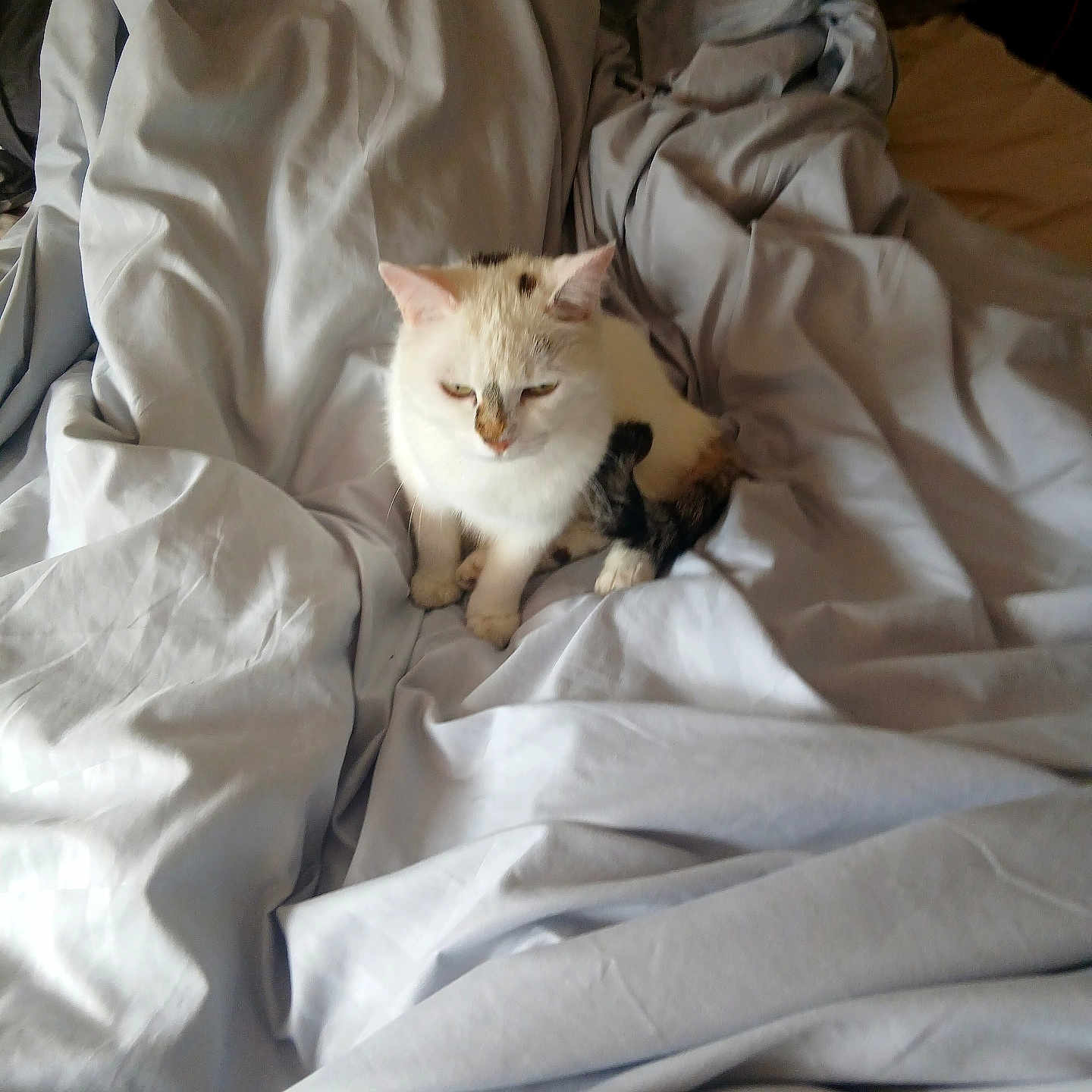 Saya