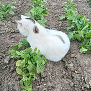Saya a rejoint le concours — aidez-le/la à gagner de superbes lots ! animal, brown_patches, cat, curious, earth, fur, garden, greenery, leafy_plants, nature, outdoor, peaceful, pet, plants, quiet, resting, sitting, soil, white_cat, wildlife