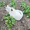 animal, brown_patches, cat, curious, earth, fur, garden, greenery, leafy_plants, nature, outdoor, peaceful, pet, plants, quiet, resting, sitting, soil, white_cat, wildlife