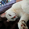 bed, blanket, books, bookshelf, cat, closeup, cozy, ears, feline, furniture, home, indoor, nose, paw, pet, relaxed, sleepy, soft, whiskers, white_cat