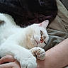 Saya participe au concours pour gagner de l'argent avec cette photo : animal, bed, blanket, cat, closeup, comfort, companion, cute, feline, fur, human_hand, indoor, paw, pet, relaxing, resting, sleepy, soft_texture, touch, white_cat