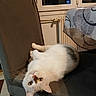 animal, cat, chair, cozy, curious, curtain, domestic, feline, floral_pattern, fur, home, indoor, pet, relaxed, table, tablecloth, upside_down, white_cat, window, yellow_eyes