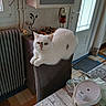 Saya participe au concours pour gagner de l'argent avec cette photo : basket, calm, cat, chair, cozy, domestic, door, floor, fur, furniture, household, indoor, kitchen, pet, plastic_cover, radiator, resting, table, white_cat, window