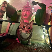 Mr Kitty joined the competition — help win amazing prizes! buddha_statue, cat, close_up, curiosity, decor, ears, fairy_lights, floor, indoor, leaf, low_light, pet, plant, portrait, potted_plant, shelf, string_lights, tabby_cat, whiskers, wide_eyes