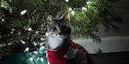 Mr Kitty joined the competition — help win amazing prizes! bauble, cat, christmas_lights, christmas_tree, curious, cute, decoration, festive, green_tree_stand, hardwood_floor, holiday, indoor, light_strand, looking_at_camera, night, ornament, pet, shadow, sitting, sweater