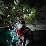 bauble, cat, christmas_lights, christmas_tree, curious, cute, decoration, festive, green_tree_stand, hardwood_floor, holiday, indoor, light_strand, looking_at_camera, night, ornament, pet, shadow, sitting, sweater