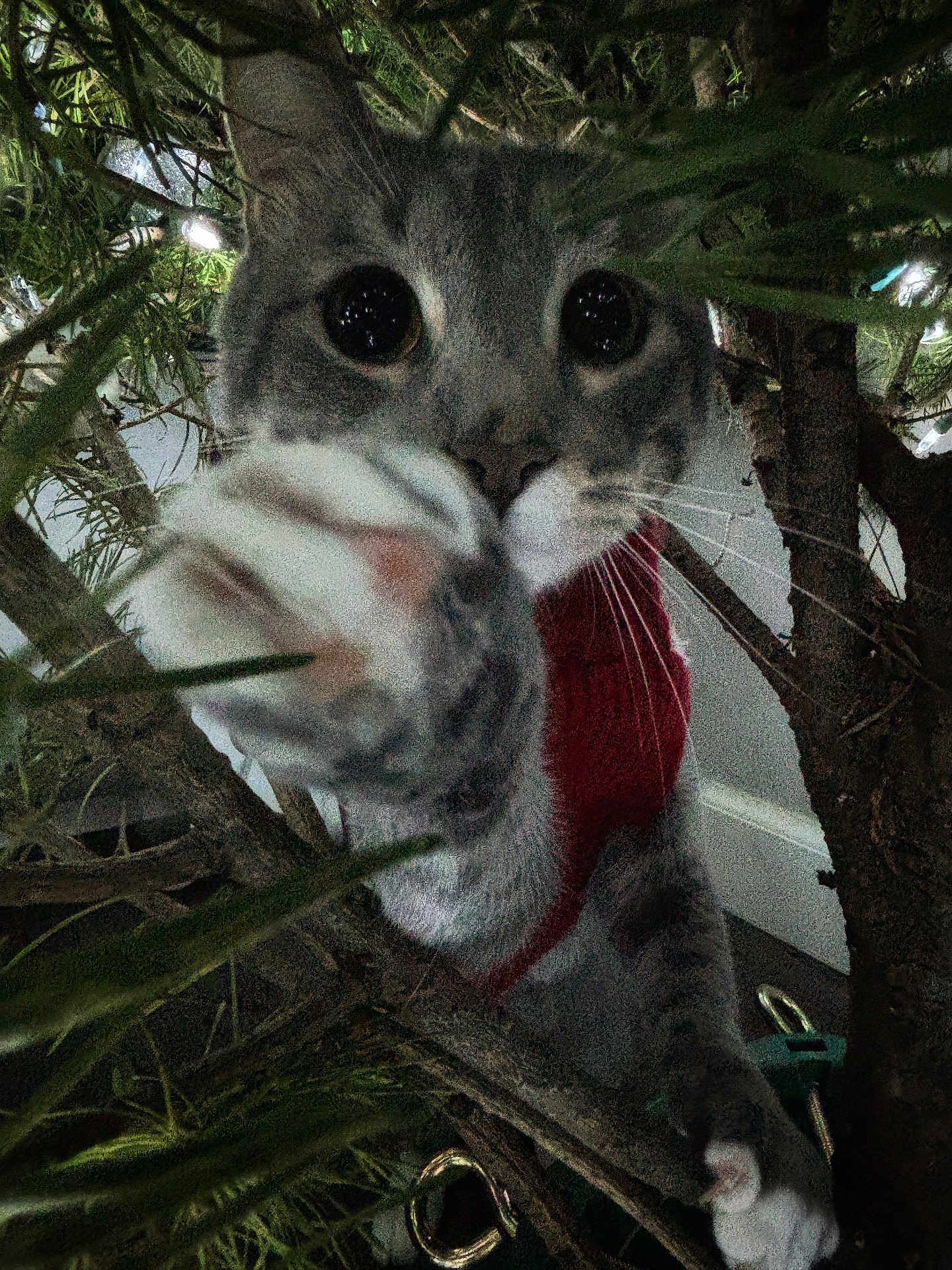 Mr Kitty is registered to the contest to win money with this photo: big_eyes, branches, cat, christmas_tree, climbing, close_up, curious, harness, indoor, lights, noise, paw, pet, pine_needles, playful, portrait, red_sweater, tree, tree_trunk, whiskers