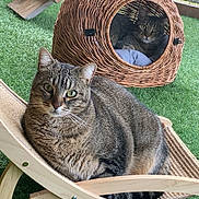 Spritz a rejoint le concours — aidez-le/la à gagner de superbes lots ! cat, tabby_cat, pet, animal, outdoor, grass, wicker_basket, furniture, wood, relaxing, cute, domestic_cat, greenery, nature, house, lawn, resting, looking, curious, cozy