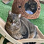 cat, tabby_cat, pet, animal, outdoor, grass, wicker_basket, furniture, wood, relaxing, cute, domestic_cat, greenery, nature, house, lawn, resting, looking, curious, cozy