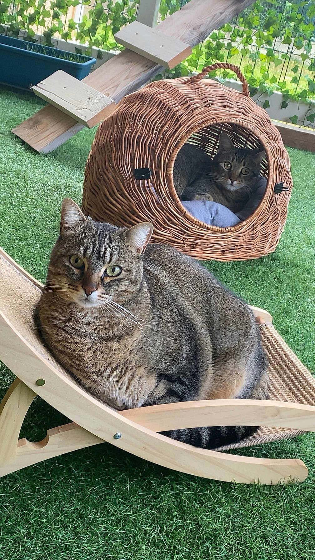 Spritz a rejoint le concours — aidez-le/la à gagner de superbes lots ! cat, tabby_cat, pet, animal, outdoor, grass, wicker_basket, furniture, wood, relaxing, cute, domestic_cat, greenery, nature, house, lawn, resting, looking, curious, cozy
