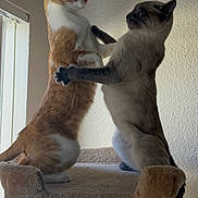 Oil is registered to the contest to win money with this photo: cat, cats, cat_tree, playing, indoor, pets, feline, animal, two_cats, standing, light, shadow, window, fur, ears, whiskers, tail, playful, interaction, domestic