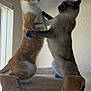 cat, cats, cat_tree, playing, indoor, pets, feline, animal, two_cats, standing, light, shadow, window, fur, ears, whiskers, tail, playful, interaction, domestic