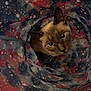 Oil joined the competition — help win amazing prizes! cat, siamese_cat, pet, animal, playful, tunnel, toy, indoor, curious, feline, whiskers, ears, face, looking_up, colorful, patterned, galaxy_pattern, fabric, closeup, cute