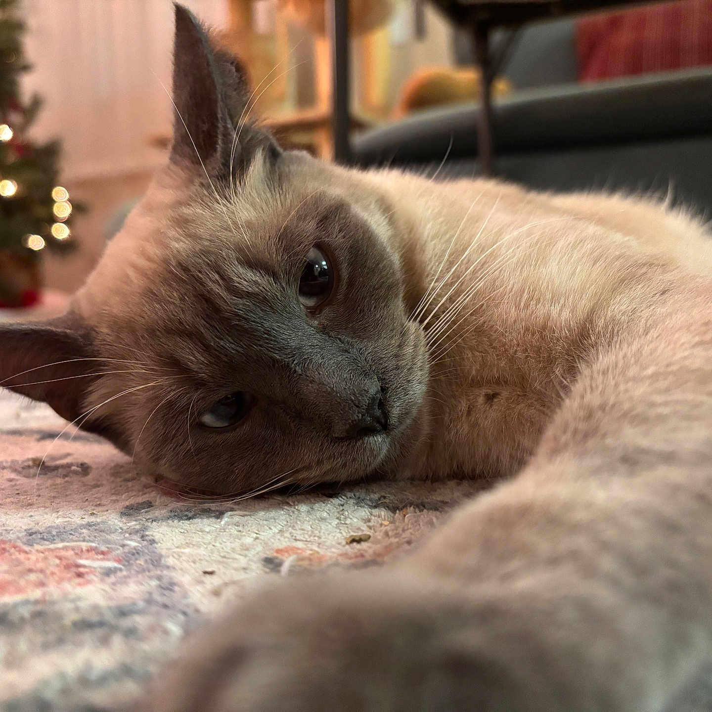 Oil joined the competition — help win amazing prizes! animal, blurred_background, carpet, cat, christmas_tree, close_up, cozy, cute, feline, fur, home, indoor, lights, mammal, pattern, paw, pet, relaxed, resting, whiskers