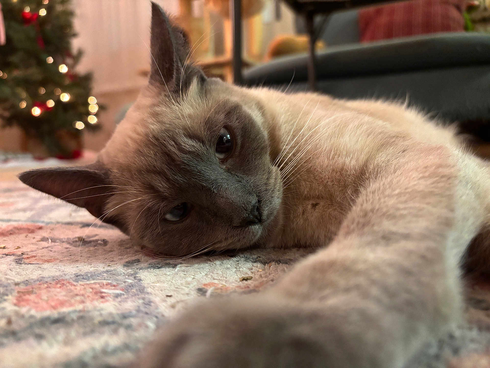 Oil joined the competition — help win amazing prizes! cat, close_up, indoor, pet, relaxed, fur, whiskers, paw, carpet, pattern, christmas_tree, lights, blurred_background, cozy, animal, mammal, resting, home, feline, cute