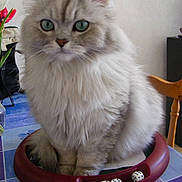 Simba participe au concours pour gagner de l'argent avec cette photo :