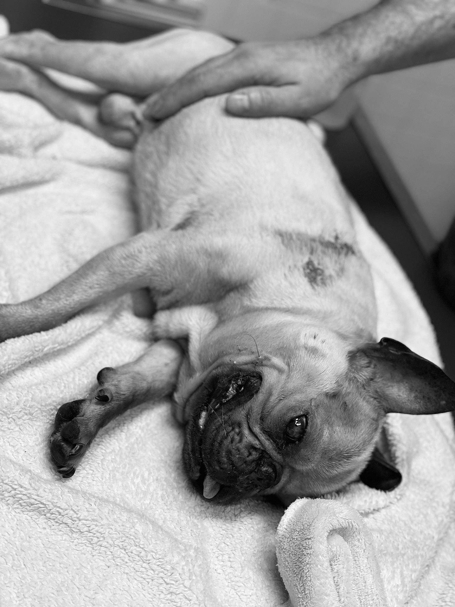 Haribo a rejoint le concours — aidez-le/la à gagner de superbes lots ! bored, bulldog, carnivore, comfort, companion_dog, dog, dog_breed, fawn, gesture, human_leg, mammal, monochrome, monochrome_photography, sporting_group, style, terrestrial_animal, toy_dog, vertebrate, working_animal, wrinkle